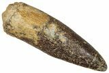 Fossil Sauropod Dinosaur (Titanosaur) Tooth - Morocco #332511-1